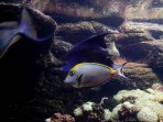 Cretaquarium (Meeresaquarium) - Insel Kreta foto 7