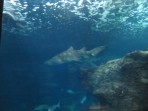 Cretaquarium (Meeresaquarium) - Insel Kreta foto 5