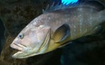 Cretaquarium (Meeresaquarium) - Insel Kreta foto 18