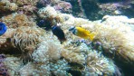 Cretaquarium (Meeresaquarium) - Insel Kreta foto 25