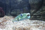Cretaquarium (Meeresaquarium) - Insel Kreta foto 13