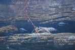 Cretaquarium (Meeresaquarium) - Insel Kreta foto 14
