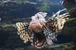 Cretaquarium (Meeresaquarium) - Insel Kreta foto 15