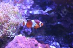 Cretaquarium (Meeresaquarium) - Insel Kreta foto 16