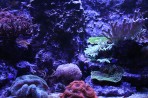 Cretaquarium (Meeresaquarium) - Insel Kreta foto 17