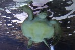 Cretaquarium (Meeresaquarium) - Insel Kreta foto 18