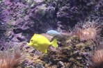 Cretaquarium (Meeresaquarium) - Insel Kreta foto 19