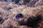 Cretaquarium (Meeresaquarium) - Insel Kreta foto 20
