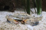 Cretaquarium (Meeresaquarium) - Insel Kreta foto 3