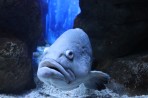 Cretaquarium (Meeresaquarium) - Insel Kreta foto 4