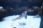 Cretaquarium (Meeresaquarium) - Insel Kreta foto 5
