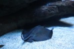 Cretaquarium (Meeresaquarium) - Insel Kreta foto 6