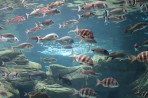 Cretaquarium (Meeresaquarium) - Insel Kreta foto 7