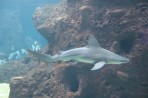 Cretaquarium (Meeresaquarium) - Insel Kreta foto 8