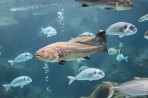 Cretaquarium (Meeresaquarium) - Insel Kreta foto 10