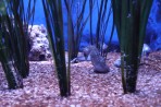 Cretaquarium (Meeresaquarium) - Insel Kreta foto 12