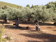 Natur