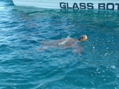 Unechte Karettschildkröte (Caretta caretta)