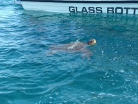 Unechte Karettschildkröte (Caretta caretta)