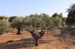 Natur auf der Insel Zakynthos foto 1