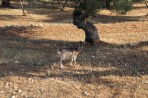 Natur auf der Insel Zakynthos foto 2
