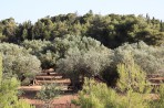 Natur auf der Insel Zakynthos foto 3