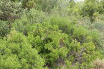 Natur auf der Insel Zakynthos foto 6