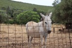 Natur auf der Insel Zakynthos foto 7