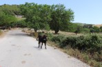 Natur auf der Insel Zakynthos foto 8