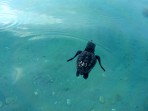 Unechte Karettschildkröte (Caretta caretta) - Insel Zakynthos foto 19
