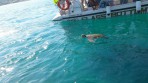 Marathonisi (Schildkröteninsel) - Insel Zakynthos foto 8
