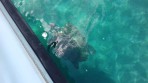 Marathonisi (Schildkröteninsel) - Insel Zakynthos foto 1