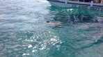 Marathonisi (Schildkröteninsel) - Insel Zakynthos foto 3