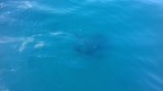 Marathonisi (Schildkröteninsel) - Insel Zakynthos foto 4