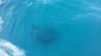 Marathonisi (Schildkröteninsel) - Insel Zakynthos foto 5