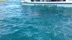 Marathonisi (Schildkröteninsel) - Insel Zakynthos foto 6