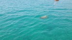 Marathonisi (Schildkröteninsel) - Insel Zakynthos foto 9