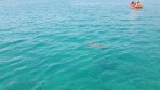 Marathonisi (Schildkröteninsel) - Insel Zakynthos foto 10