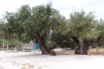 Anafonitria - Insel Zakynthos foto 3
