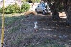 Strand Fanes - Insel Rhodos foto 6