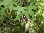 Tal der Schmetterlinge (Petaloudes) - Insel Rhodos foto 13