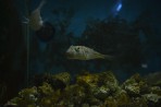 Faliraki Aquarium - Insel Rhodos foto 20