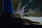 Faliraki Aquarium - Insel Rhodos foto 22