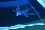 Faliraki Aquarium - Insel Rhodos foto 26