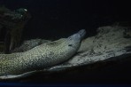 Faliraki Aquarium - Insel Rhodos foto 31
