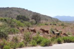 Natur auf der Insel Rhodos foto 5