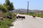 Natur auf der Insel Rhodos foto 9