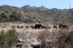 Natur auf der Insel Rhodos foto 10