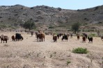 Natur auf der Insel Rhodos foto 11