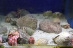 Faliraki Aquarium - Insel Rhodos foto 9